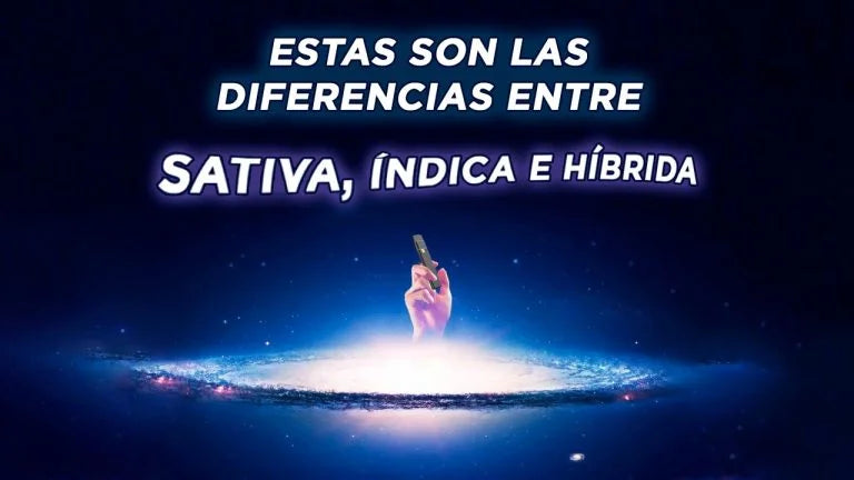 ¿Sativa, índica o híbrida? 🤔💭